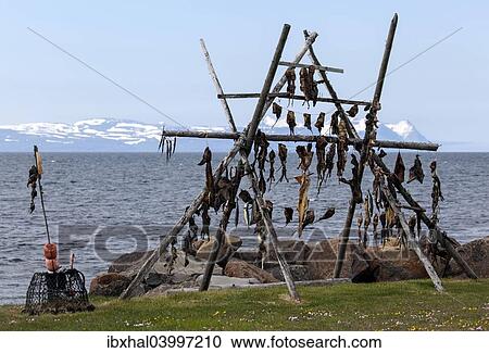 "Dried fish, Iceland, Europe" View Large Photo Image Stock Image - "Dried fish, Iceland, Europe". Fotosearch