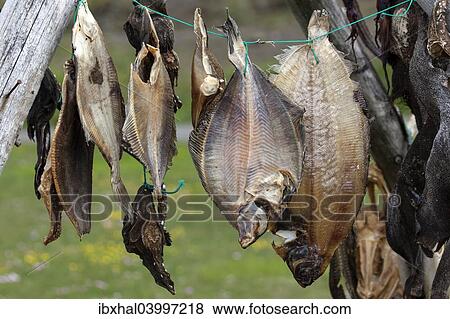 "Dried fish, Iceland, Europe" View Large Photo Image Stock Photo - "Dried fish, Iceland, Europe". Fotosearch