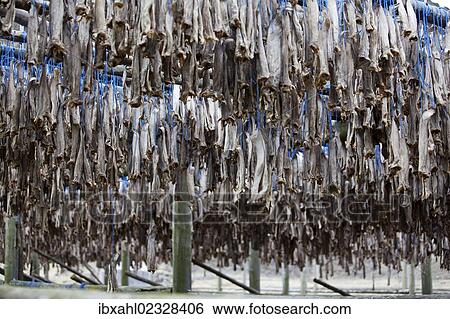 "Dried fish, Iceland, Europe" View Large Photo Image Stock Photograph - "Dried fish, Iceland, Europe". Fotosearch