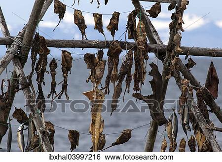 "Dried fish, Iceland, Europe" View Large Photo Image Stock Photograph - "Dried fish, Iceland, Europe". Fotosearch