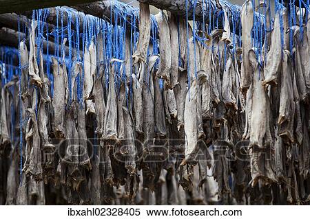 "Dried fish, Iceland, Europe" View Large Photo Image Stock Photography - "Dried fish, Iceland, Europe". Fotosearch