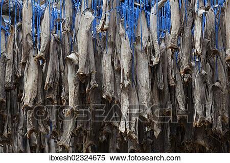 Stock Photography - "Dried fish, Iceland, Europe". Fotosearch