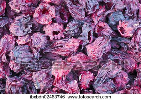 Dried hibiscus flowers from Egypt View Large Photo Image Stock Photograph - Dried hibiscus flowers from Egypt. Fotosearch