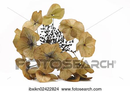 Picture - Dried Hydrangea (Hydrangea) flowers. Fotosearch