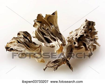 Dried Maitake mushrooms (Grifola frondosa) View Large Photo Image Stock Photo - Dried Maitake mushrooms (Grifola frondosa). Fotosearch