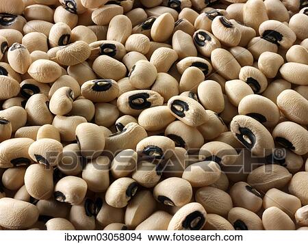 Dried organic black-eyed beans View Large Photo Image Picture - Dried organic black-eyed beans. Fotosearch