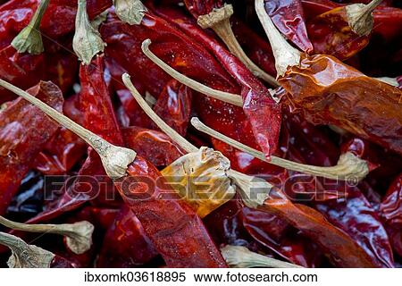"Dried red chili, Kerala, India, Asia" View Large Photo Image Stock Photography - "Dried red chili, Kerala, India, Asia". Fotosearch