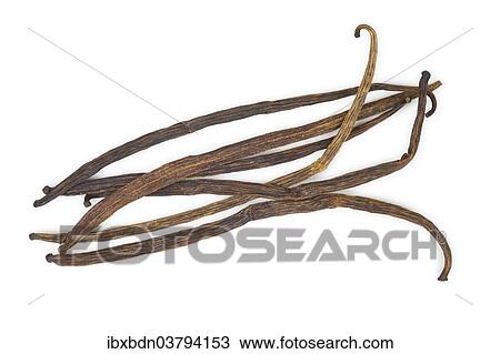 Dried vanilla pods View Large Photo Image Stock Image - Dried vanilla pods. Fotosearch
