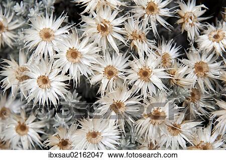 Stock Photo - "Dried white everlasting straw flowers (Helichrysum spp), near Camp Horombo Hut, Mount Kilimanjaro, Marangu Route, Tanzania, East Africa, Africa". Fotosearch