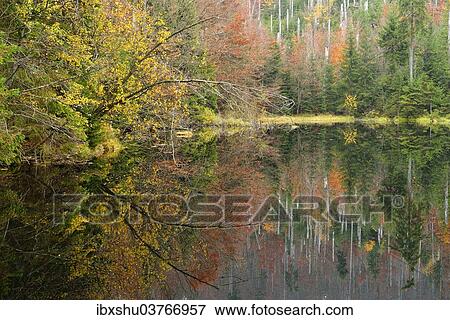 "Drift pond, Martinsklause lake in autumn, Grafenau, Bavarian Forest, Bavaria, Germany, Europe" View Large Photo Image Stock Photo - "Drift pond, Martinsklause lake in autumn, Grafenau, Bavarian Forest, Bavaria, Germany, Europe". Fotosearch