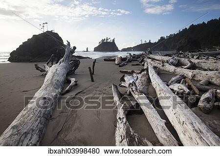 "Driftwood at Second Beach in Olympic National Park, Washington, United States, North America" View Large Photo Image Stock Image - "Driftwood at Second Beach in Olympic National Park, Washington, United States, North America". Fotosearch