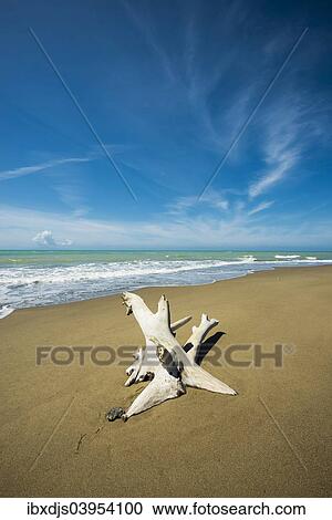 "Driftwood, natural beach in Albarese, Natural Park of Maremma, at Grosseto, Tuscany, Italy, Europe" View Large Photo Image Stock Image - "Driftwood, natural beach in Albarese, Natural Park of Maremma, at Grosseto, Tuscany, Italy, Europe". Fotosearch