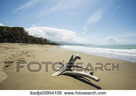 "Driftwood, natural beach in Albarese, Natural Park of Maremma, at Grosseto, Tuscany, Italy, Europe" View Large Photo Image Stock Photo - "Driftwood, natural beach in Albarese, Natural Park of Maremma, at Grosseto, Tuscany, Italy, Europe". Fotosearch