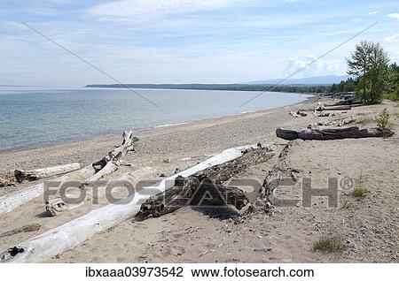 "Driftwood on the beach, Lake Baikal, Siberia, Russia, Europe" View Large Photo Image Stock Image - "Driftwood on the beach, Lake Baikal, Siberia, Russia, Europe". Fotosearch