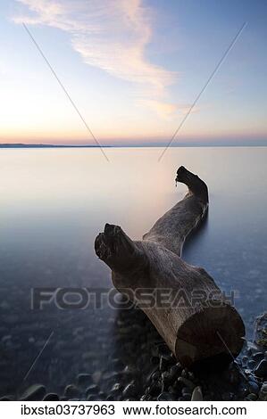 "Driftwood on the shore of Lake Constance, morning mood, Lake Constance, Konstanz, Baden-Wurttemberg, Germany, Europe" View Large Photo Image Stock Image - "Driftwood on the shore of Lake Constance, morning mood, Lake Constance, Konstanz, Baden-Wurttemberg, Germany, Europe". Fotosearch