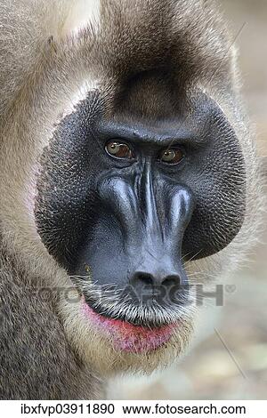 "Drill (Mandrillus leucophaeus), male, animal portrait, captive, South-West Region, Cameroon, Africa" View Large Photo Image Stock Image - "Drill (Mandrillus leucophaeus), male, animal portrait, captive, South-West Region, Cameroon, Africa". Fotosearch