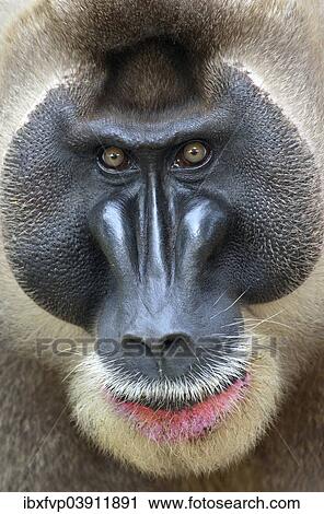 "Drill (Mandrillus leucophaeus), male, animal portrait, captive South-West Region, Cameroon, Africa" View Large Photo Image Stock Image - "Drill (Mandrillus leucophaeus), male, animal portrait, captive South-West Region, Cameroon, Africa". Fotosearch