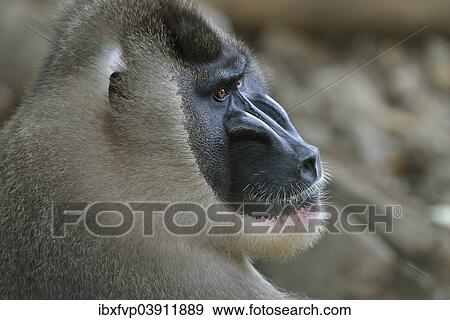 "Drill (Mandrillus leucophaeus), male, animal portrait, captive, South-West Region, Cameroon, Africa" View Large Photo Image Stock Photo - "Drill (Mandrillus leucophaeus), male, animal portrait, captive, South-West Region, Cameroon, Africa". Fotosearch