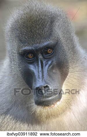 "Drill (Mandrillus leucophaeus), female, animal portrait, captive, South-West Region, Cameroon, Africa" View Large Photo Image Stock Image - "Drill (Mandrillus leucophaeus), female, animal portrait, captive, South-West Region, Cameroon, Africa". Fotosearch