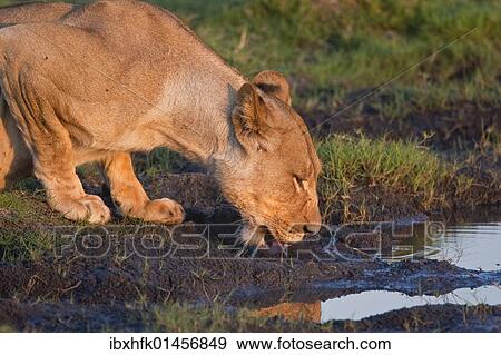 Stock Photo - "Drinking Lioness (Panthera leo), Chobe National Park, Botswana, Africa". Fotosearch