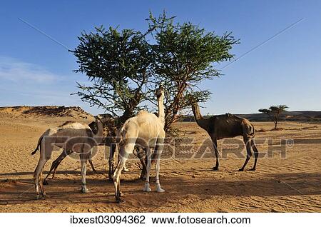 Stock Image - "Dromedaries feeding on an acacia tree, Immidir or Mouyidir, Algeria, Sahara, North Africa, Immidir or Mouydir, Sahara, Tamanrasset Province, Algeria, Africa". Fotosearch