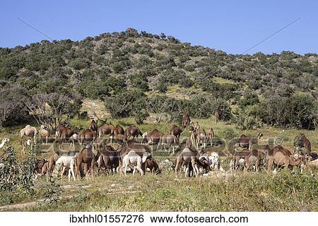 "Dromedaries or Arabian Camels (Camelus dromedarius), Morocco, Africa" View Large Photo Image Stock Photograph - "Dromedaries or Arabian Camels (Camelus dromedarius), Morocco, Africa". Fotosearch