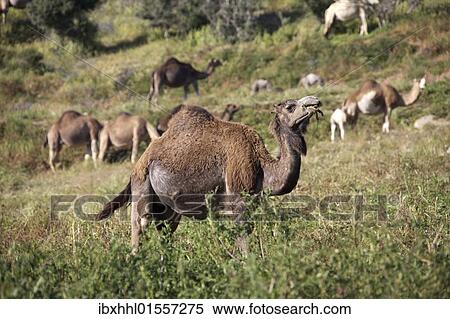 Stock Photography - "Dromedaries or Arabian Camels (Camelus dromedarius), Morocco, Africa". Fotosearch