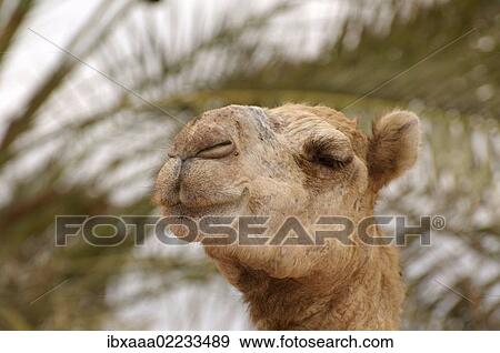"Dromedary camel or Arabian camel (Camelus dromedarius), portrait, Dahab, Egypt, Africa" View Large Photo Image Stock Photo - "Dromedary camel or Arabian camel (Camelus dromedarius), portrait, Dahab, Egypt, Africa". Fotosearch