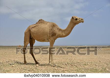Stock Photo - "Dromedary (Camelus dromedarius), near Mirbat, Dhofar Region, Oman, Asia". Fotosearch