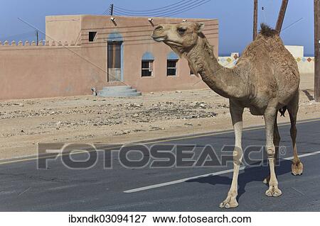 "Dromedary (Camelus dromedarius) on a road, Quirat, Masqat, Oman, Asia" View Large Photo Image Stock Photo - "Dromedary (Camelus dromedarius) on a road, Quirat, Masqat, Oman, Asia". Fotosearch