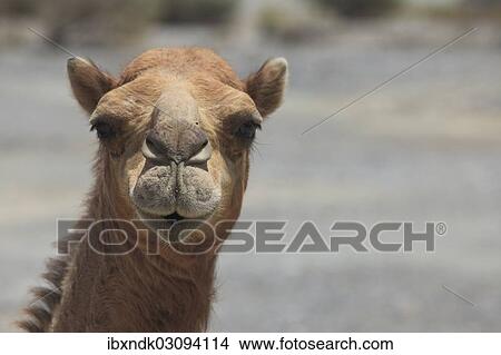 "Dromedary (Camelus dromedarius), living in the wild, portrait, Quirat, Masqat, Oman, Asia" View Large Photo Image Picture - "Dromedary (Camelus dromedarius), living in the wild, portrait, Quirat, Masqat, Oman, Asia". Fotosearch