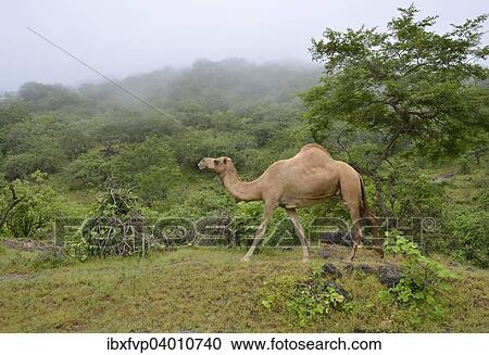 Stock Image - "Dromedary (Camelus dromedarius) crossing the green mountains during monsoon season, or Khareef season, Wadi Derbat, near Salalah, Dhofar Region, Oman, Asia". Fotosearch