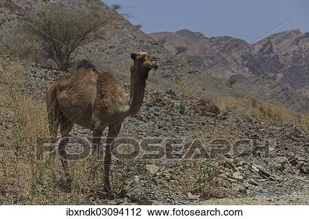 Stock Image - "Dromedary (Camelus dromedarius), living in the wild, Quirat, Masqat, Oman, Asia". Fotosearch