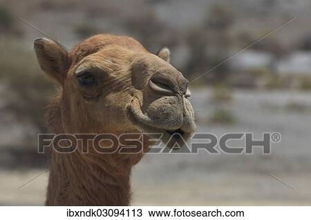 Stock Image - "Dromedary (Camelus dromedarius), living in the wild, portrait, Quirat, Masqat, Oman, Asia". Fotosearch