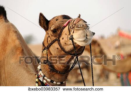 "Dromedary (Camelus dromedarius), riding camel, in the Thar Desert, near Jaisalmer, Rajasthan, India, Asia" View Large Photo Image Stock Photo - "Dromedary (Camelus dromedarius), riding camel, in the Thar Desert, near Jaisalmer, Rajasthan, India, Asia". Fotosearch
