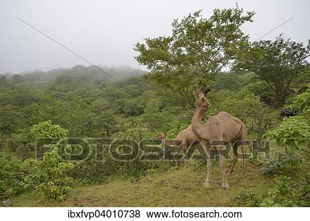 "Dromedary (Camelus dromedarius) feeding from a tree during the monsoon season, or Khareef season, in the green mountains, Wadi Derbat, near Salalah, Dhofar Region, Oman, Asia" View Large Photo Image Stock Photo - "Dromedary (Camelus dromedarius) feeding from a tree during the monsoon season, or Khareef season, in the green mountains, Wadi Derbat, near Salalah, Dhofar Region, Oman, Asia". Fotosearch