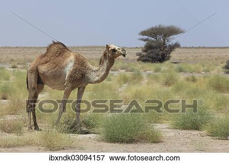 Stock Photo - "Dromedary (Camelus dromedarius), living in the wild, Ibri, Az Zahira, Oman, Asia". Fotosearch