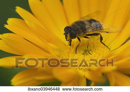 "Drone Fly or European Hover Fly (Eristalis tenax), Tyrol, Austria, Europe" View Large Photo Image Stock Photo - "Drone Fly or European Hover Fly (Eristalis tenax), Tyrol, Austria, Europe". Fotosearch