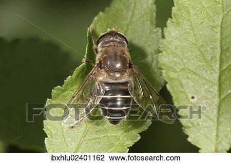 "Dronefly (Eristalis tenax), female sunbathing, Untergroeningen, Baden-Wuerttemberg, Germany, Europe" View Large Photo Image Stock Image - "Dronefly (Eristalis tenax), female sunbathing, Untergroeningen, Baden-Wuerttemberg, Germany, Europe". Fotosearch