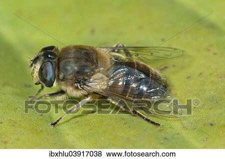 Stock Photo - "Dronefly (Eristalis tenax), female, Baden-Wurttemberg, Germany, Europe". Fotosearch