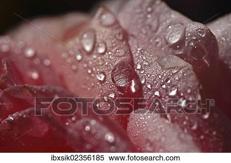 "Drops of water, petals of a rose (Rosa), close-up" View Large Photo Image Stock Photography - "Drops of water, petals of a rose (Rosa), close-up". Fotosearch