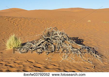 "Dry plants, Sossusvlei, Namib Desert, Namibia, Africa" View Large Photo Image Stock Image - "Dry plants, Sossusvlei, Namib Desert, Namibia, Africa". Fotosearch