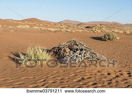 "Dry plants, Sossusvlei, UNESCO World Heritage Site, Namib Desert, Namibia, Africa" View Large Photo Image Stock Image - "Dry plants, Sossusvlei, UNESCO World Heritage Site, Namib Desert, Namibia, Africa". Fotosearch