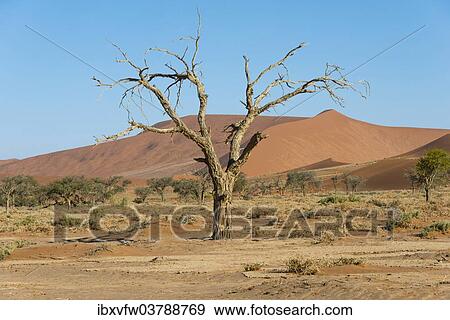 "Dry tree in the dunes, Sossusvlei, Namib Naukluft Park, Namibia, Africa" View Large Photo Image Stock Photo - "Dry tree in the dunes, Sossusvlei, Namib Naukluft Park, Namibia, Africa". Fotosearch
