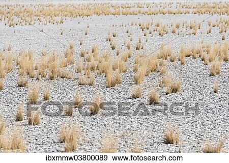 "Dry tufts of grass at the edge of the Etosha Pan, salt pan, Etosha National Park, Namibia, Africa" View Large Photo Image Stock Photo - "Dry tufts of grass at the edge of the Etosha Pan, salt pan, Etosha National Park, Namibia, Africa". Fotosearch