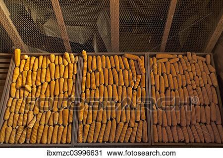 "Drying corn cobs (Zea mays subsp. mays), Bavaria, Germany, Europe" View Large Photo Image Stock Image - "Drying corn cobs (Zea mays subsp. mays), Bavaria, Germany, Europe". Fotosearch