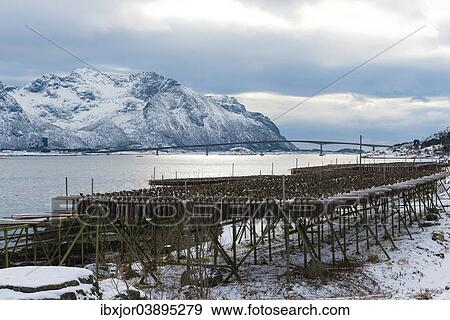 "Drying rack for dried cod, near Gimsoy, Vagan, Lofoten, Norway, Europe" View Large Photo Image Stock Photo - "Drying rack for dried cod, near Gimsoy, Vagan, Lofoten, Norway, Europe". Fotosearch