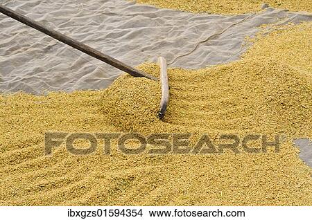 Picture - "Drying rice, Vietnam, Asia". Fotosearch