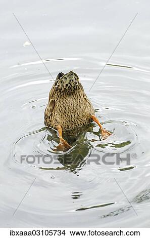 "Duck, dabbling, Sovata, Mures County, Transylvania, Romania, Europe" View Large Photo Image Picture - "Duck, dabbling, Sovata, Mures County, Transylvania, Romania, Europe". Fotosearch