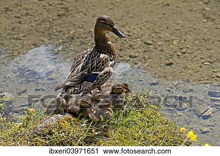 "Duck with ducklings at Gruner See or Green Lake, Tragoss, Styria, Austria, Europe" View Large Photo Image Stock Image - "Duck with ducklings at Gruner See or Green Lake, Tragoss, Styria, Austria, Europe". Fotosearch
